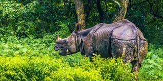 chitwan-national-park